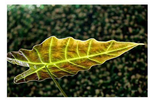500 Semillas De Alocasia Colores Variados + Abono De Regalo