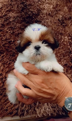 Shitzu Cachorro De Excelente Genètica Pureza Garantizada