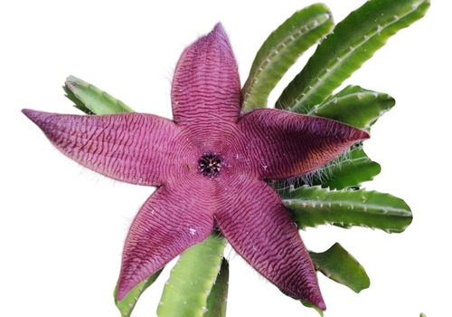 10 Mudas Cacto Stapelia Cacto Estrela Para Colecionadores