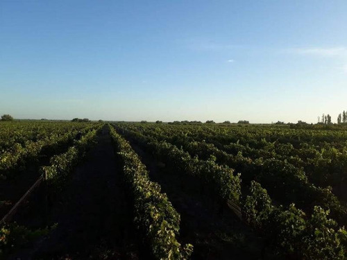 Imagen 4 de 30 de 3 Fincas Con Bodega En Venta Cañada Seca.