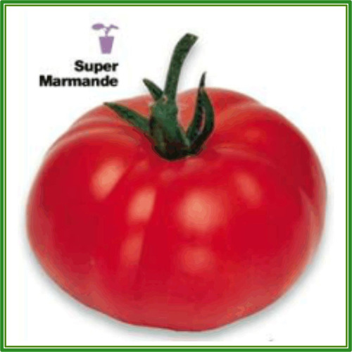 Tomate Francés Super Marmande Sementes Importadas Para Mudas