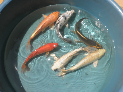 Peces Carpa Koi Medianitos Para Estanque