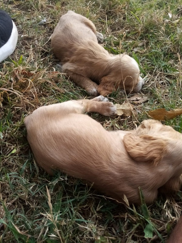 Cachorros Cocker