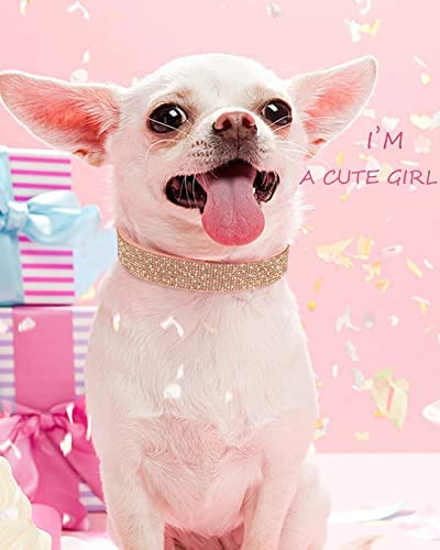 Collar De Perro Para Perros Pequeños, Collares De Perro De G