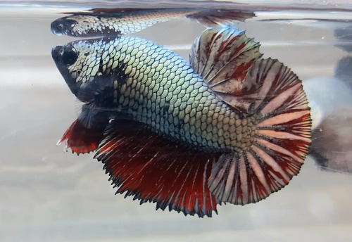 Betta Red Copper Halfmoon Plakat Macho Rch