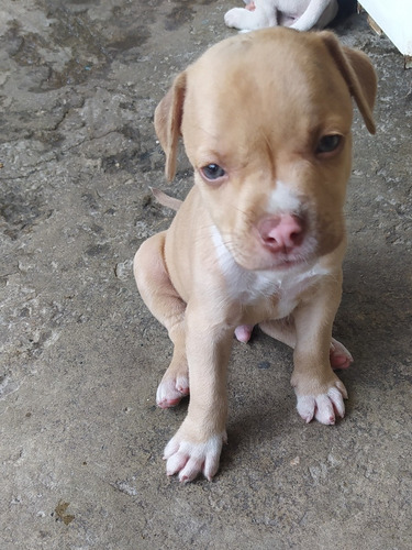 Imagen 2 de 4 de Cachorros Pitbull