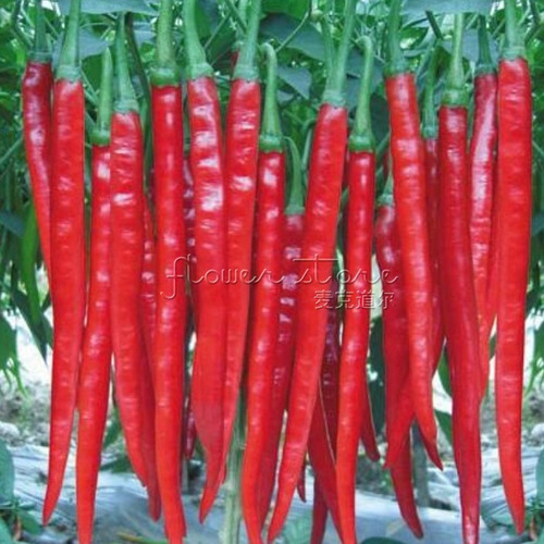 200 Sementes Pimenta Cayenne Comprida.