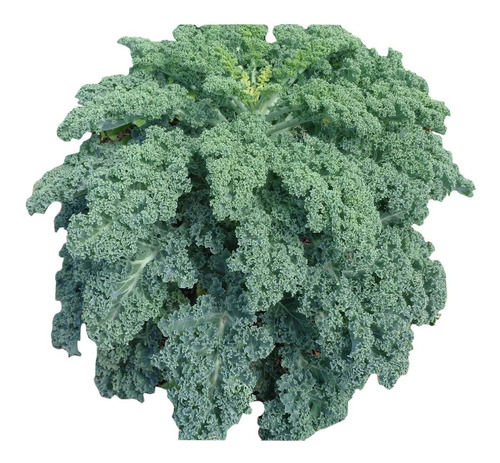 100 Sementes De Couve Azul Anã Escocesa - Blue Scotch Kale