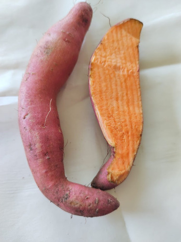 30 Mudas Batata Doce Evangeline Polpa Laranja