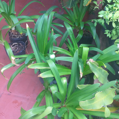 Planta Agapanto Azul. 3l.