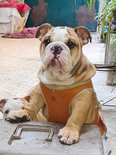 Imagen 6 de 10 de Bulldog Inglés Hembra / Cachorra De 3 Meses
