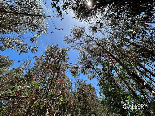 Soleado Terreno En Aguas Claras, Hijuela El Parque Cachagua