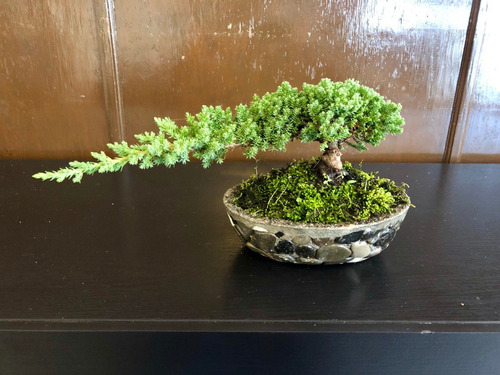 Bonsai Junipero Rastrero 5 Años Base De Piedra
