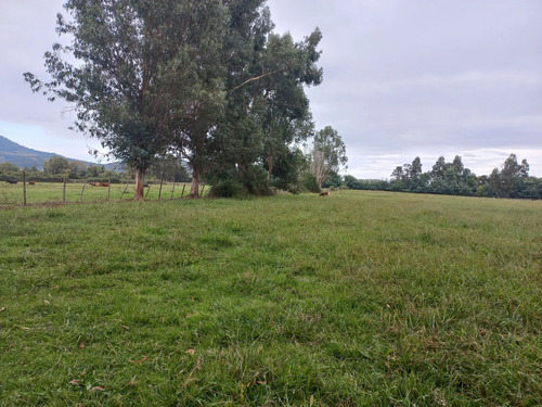 Vendo 3,56 Ha De Terreno, Especial Para Cultivo De Avellano,