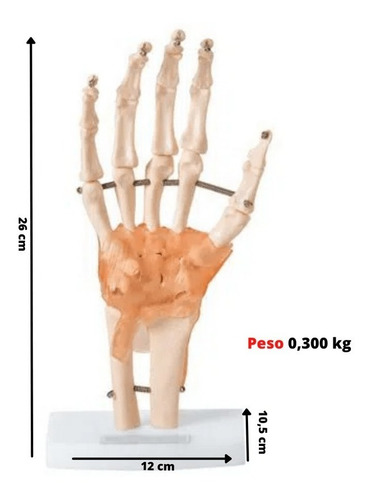 Mão Anatomica C/ Articulação Ligamentos Ossos Punho Anatomic