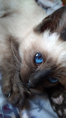 Imagen 2 de 5 de Gatitos Siamese