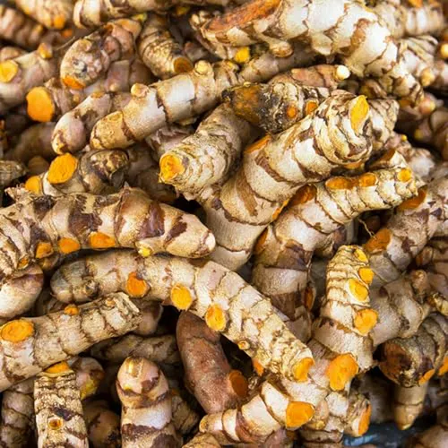 1 Libra De Raíces Frescas De Cúrcuma Rizomas De Cúrcuma Dora