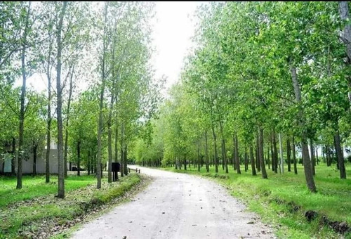 Imagen 6 de 9 de Terreno En Venta - 972 Mts2 - General Belgrano