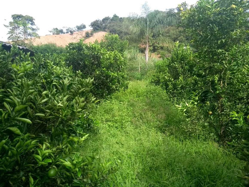 Chacara Proximo A Vicosa Maravilhosa Contem Casa Boa, Pomar, Escritura Na Mao, Pronta Pre Vc E Sua Família Desfrutar Dessa Maravilha - 5470