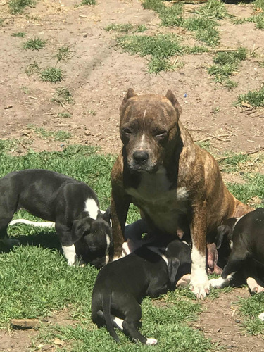 Cachorros Pitbull Terrier