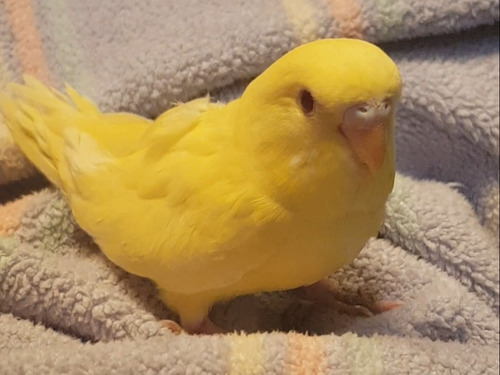 Pericos Australianos