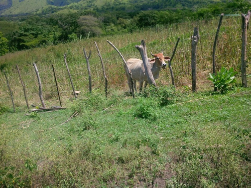 Imagen 14 de 14 de Excelente Finca Ubicada En San Sebastian. Estado Aragua
