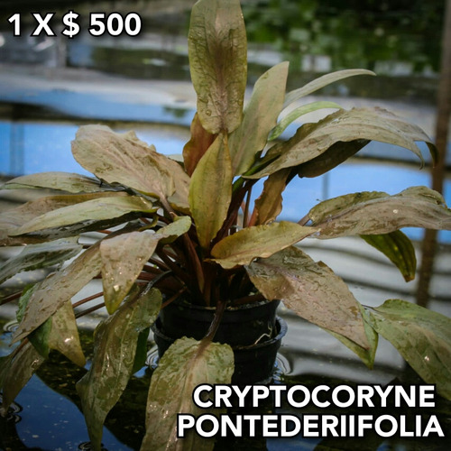 Cryptocoryne Pontederifolia Acuario Plantado Planta Natural.