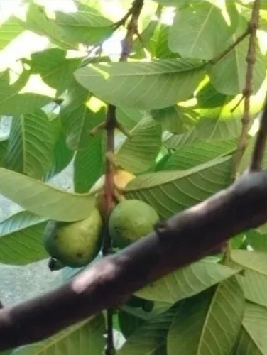 Guayabas Para Infucion