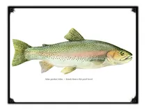 Comprar #1096 - Cuadro Vintage - Pez Pesca Rio Mar Salmon No Chapa