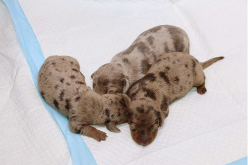 Dachshund Exóticos Salchichas Isabella Teckel 