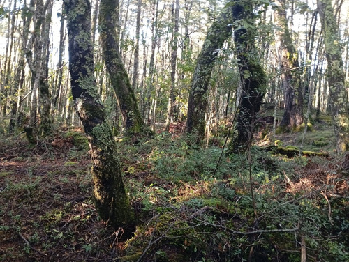 Venta Parcela Bosque Pucón Los Nevados