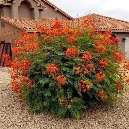 10 Semillas Tabachín Enano Flamboyan Caesalpinia Pulcherrim