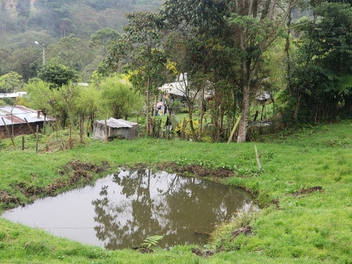 Imagen 25 de 29 de Vendo Finca En Subía Silvania 28.000 M2