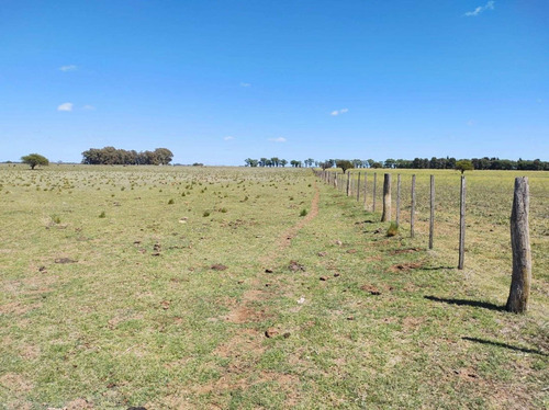 Imagen 3 de 19 de Campo De 95 Has En Ataliva Roca -la Pampa