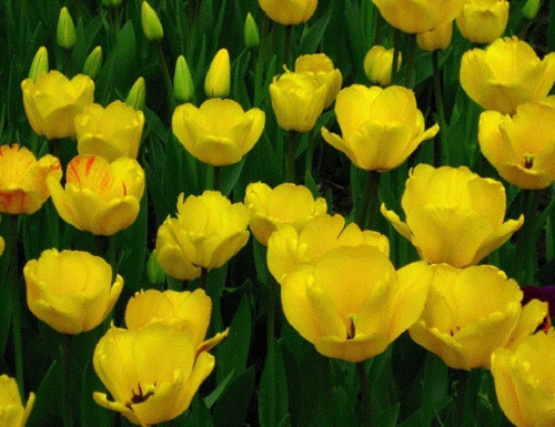 50 Semillas De Tulipan Amarillo + Instructivo