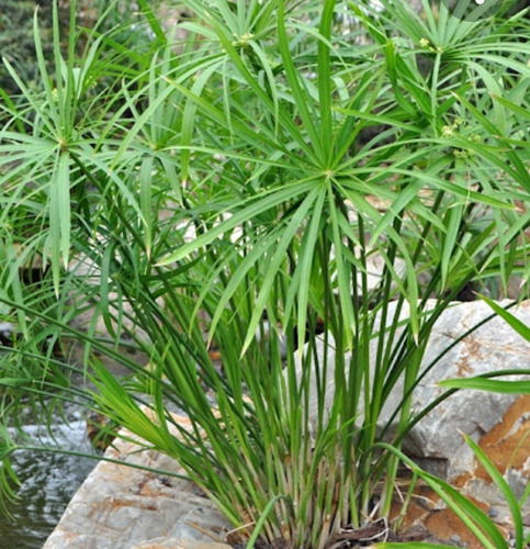 Planta Falso Papiro ,cyperus Alternifolius Estanque Humedal