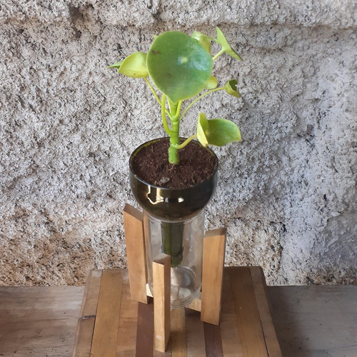 Plantas Interior Cuchara Little Plant 24 Con Soporte