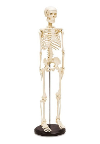 Esqueleto 85 Cm - Modelo Anatómico - Esqueleto Humano