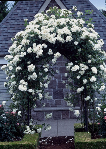 Rosa Trepadora, Rosal Perfumado , Iceberg 15lts