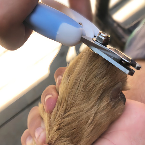 Cortador de unhas para animais de estimação Perrisimo kit Aseo verde y preto