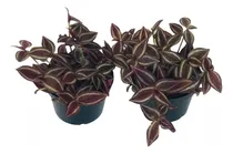Comprar 100 Mudas De Lambari Roxo Mudas Medindo 30 Cm T - Zebrina