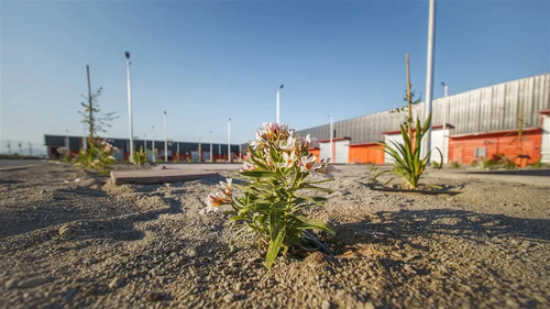 Bodegas Flexibles En Arriendo En Lampa / Bodegas Desde 130m2