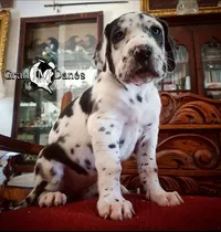Comprar Cachorros Gran Danés Arlequin: Criadero Gran Danés Lm 