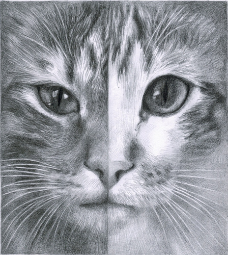 Retrato Hecho A Mano De Tu Mascota A Lapiz O Acrilico