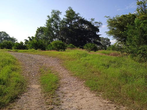 Venta Rancho 94 Hectareas El Otatal Alamo Temapache Veracruz