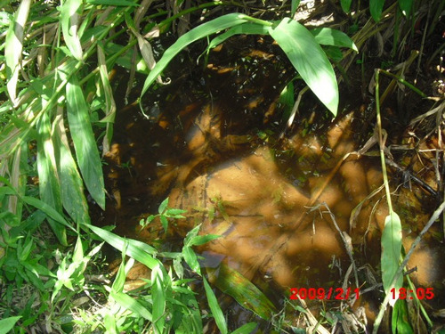 Imagem 10 de 12 de Terreno Ressaca 12000m2 Com Riacho