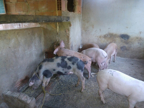 Leitoes Quatro Pernil