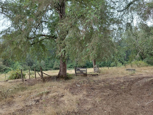 Espectacular Campo De 200 Hectareas En Loncoche
