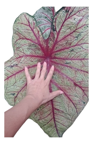 Lindo Caladium Raro(bulbo) Coração Magoado + Brinde