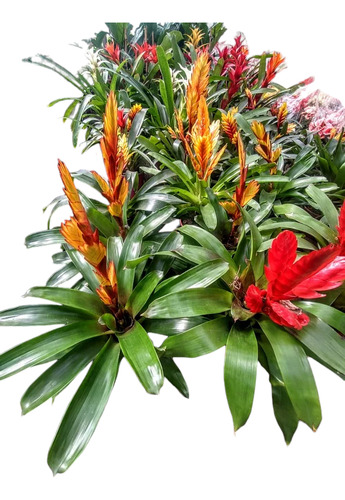 Vriesia - Vriesea - Bromelia Planta De Interior - Maceta 14